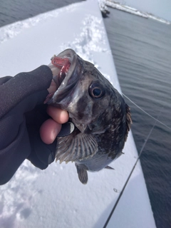 クロソイの釣果