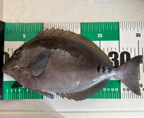 ニザダイの釣果