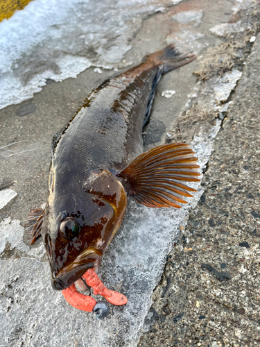 アイナメの釣果