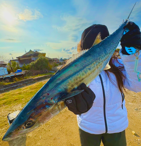 サゴシの釣果