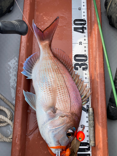 マダイの釣果