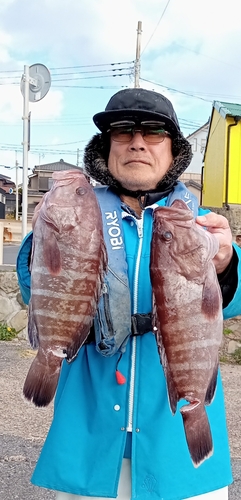 マハタの釣果