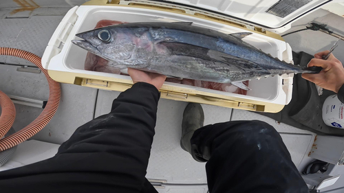 ビンチョウマグロの釣果