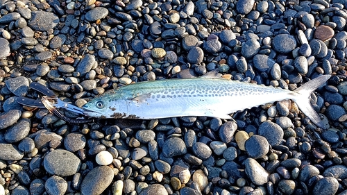 サゴシの釣果