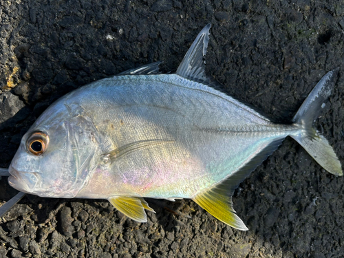 メッキの釣果