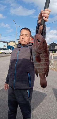 マハタの釣果