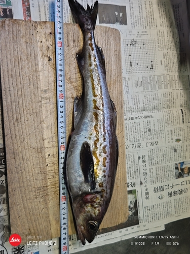 スケトウダラの釣果