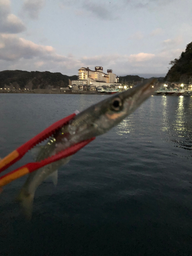 カマスの釣果