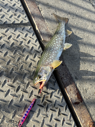 アメマスの釣果