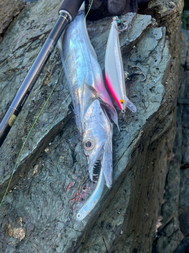 タチウオの釣果