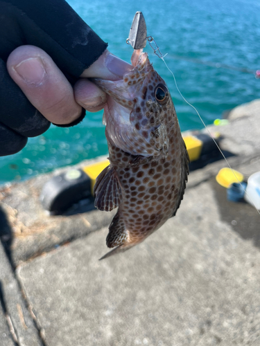 オオモンハタの釣果