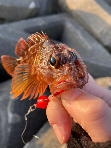 カサゴの釣果