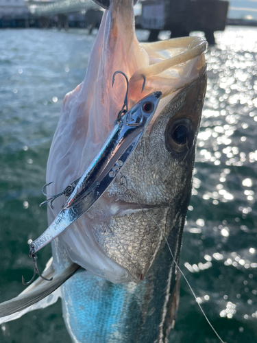 マルスズキの釣果