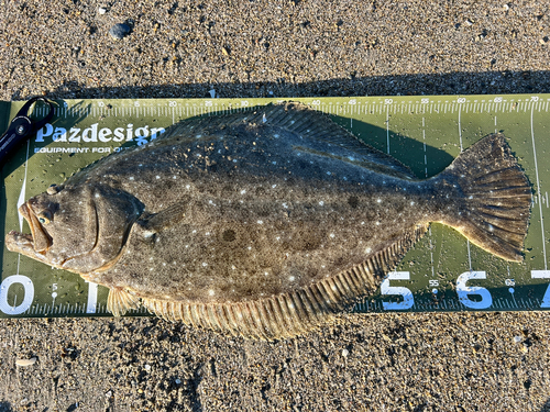 ヒラメの釣果