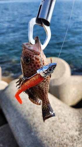 オオモンハタの釣果