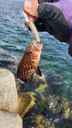 オオモンハタの釣果