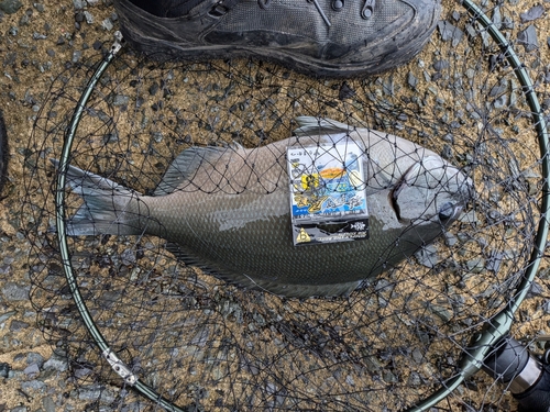 クロメジナの釣果