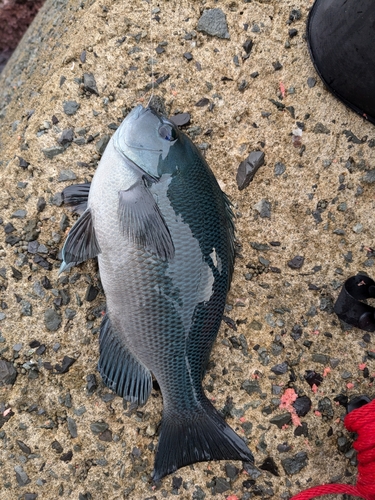 メジナの釣果