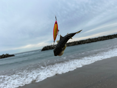 クサフグの釣果