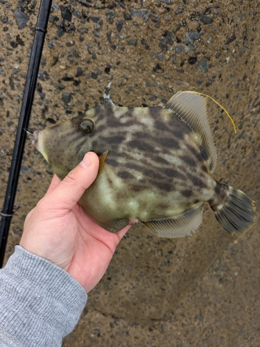 カワハギの釣果