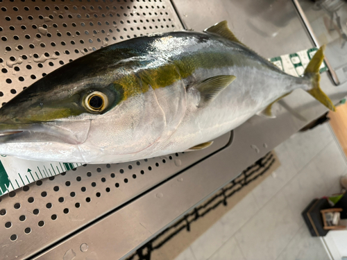 ブリの釣果