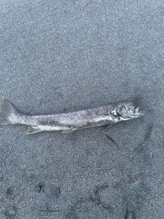 アメマスの釣果