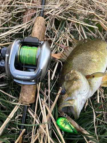 スモールマウスバスの釣果