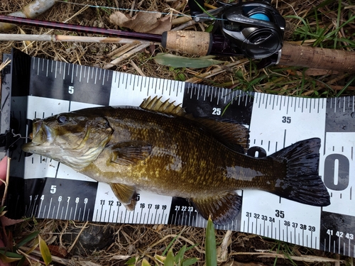 スモールマウスバスの釣果