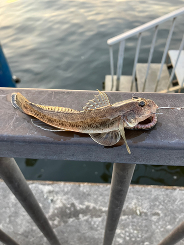 マハゼの釣果