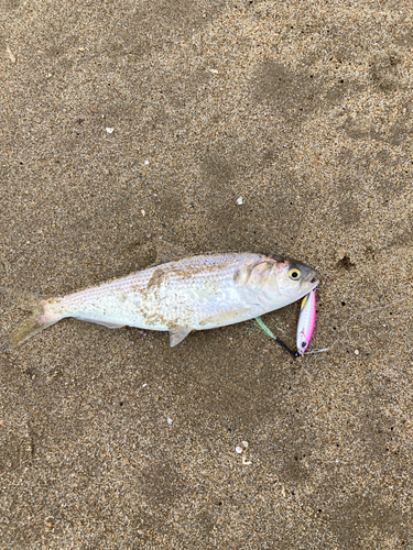 コノシロの釣果