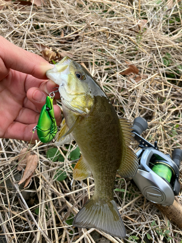 スモールマウスバスの釣果