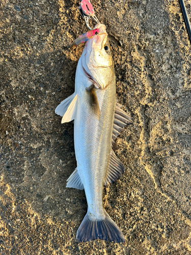 スズキの釣果