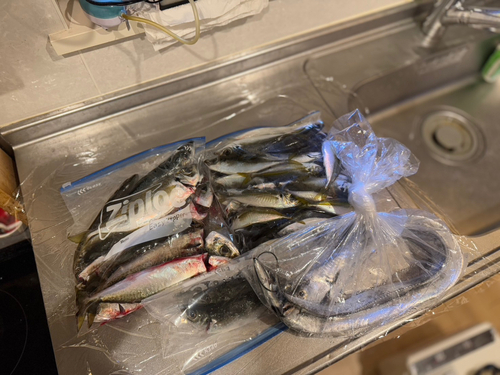 アジの釣果