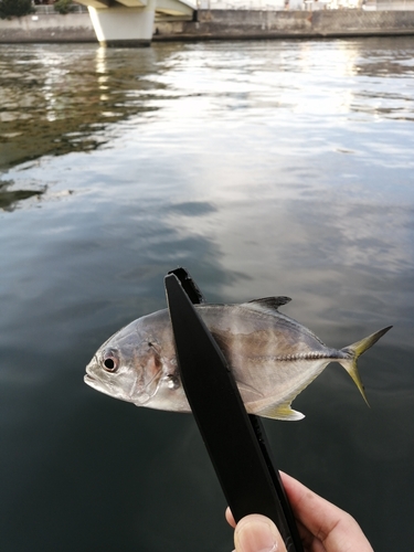 メッキの釣果