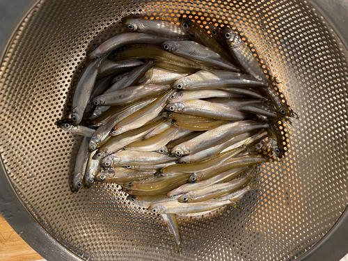 ワカサギの釣果