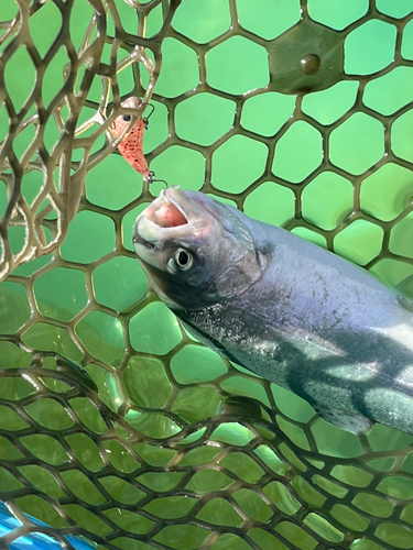 ニジマスの釣果