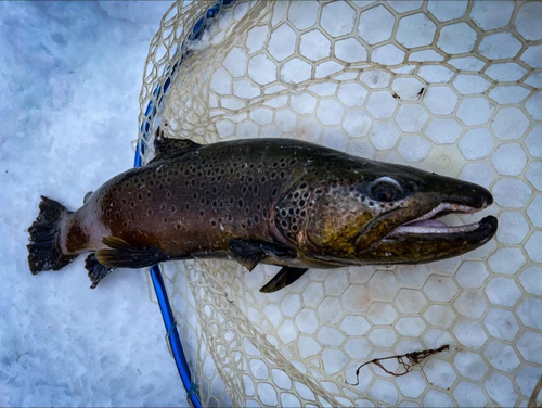 ブラウントラウトの釣果