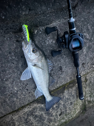 シーバスの釣果