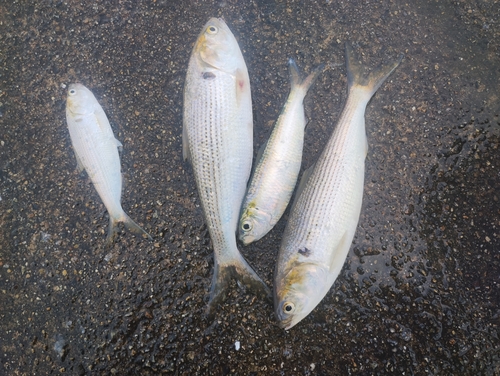 コノシロの釣果