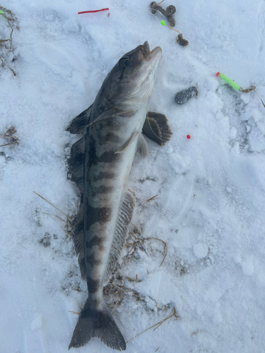 ホッケの釣果