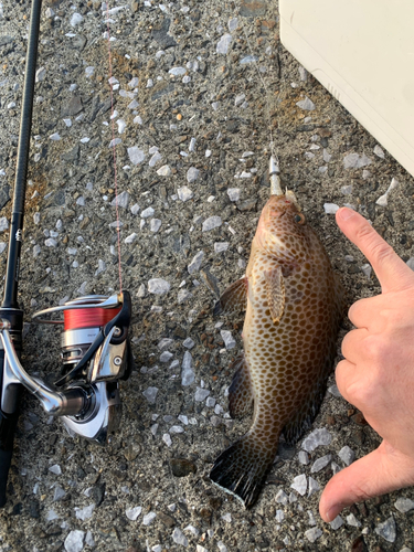 オオモンハタの釣果