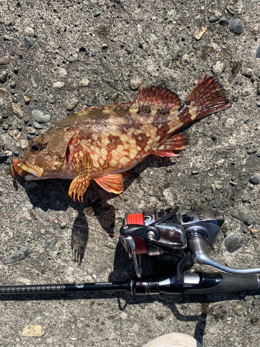 アラカブの釣果