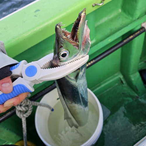 タチウオの釣果