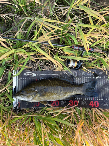 スモールマウスバスの釣果