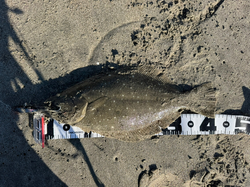 ヒラメの釣果