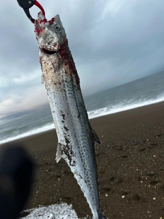 サワラの釣果