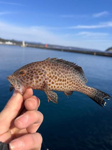 オオモンハタの釣果