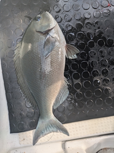 オナガグレの釣果