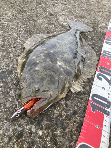 ヒラメの釣果