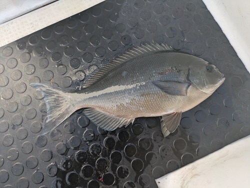 オナガグレの釣果